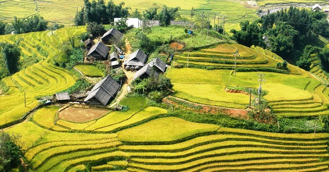 TOUR MÙ CANG CHẢI – SAPA – HẠ LONG 8 NGÀY