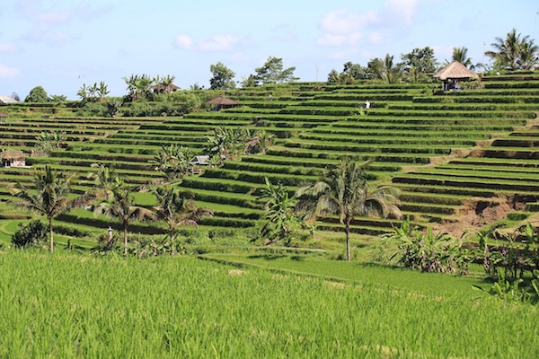 LƯỚT VÁN BÃI BIỂN ECHO Ở BALI