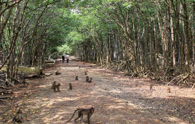 SAC FOREST TOURISM IN CAN GIO